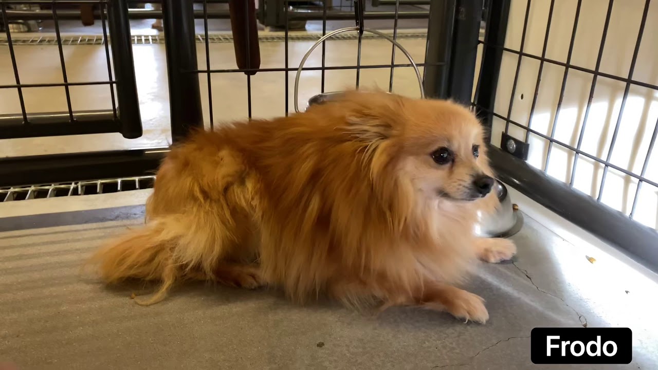 Rise Up - Scared Dogs Learning to Accept Gentle Touch and Make a Transformation into Confident Dogs