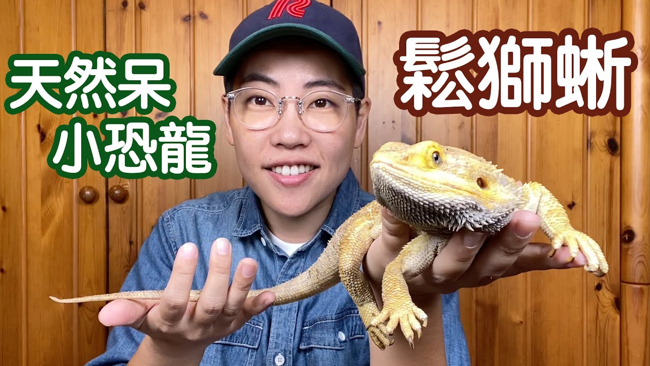 【昆蟲擾西上課了！】鬆獅蜥！溫和呆萌  可以像狗狗貓咪一樣陪伴主人  最受歡迎的寵物蜥蜴