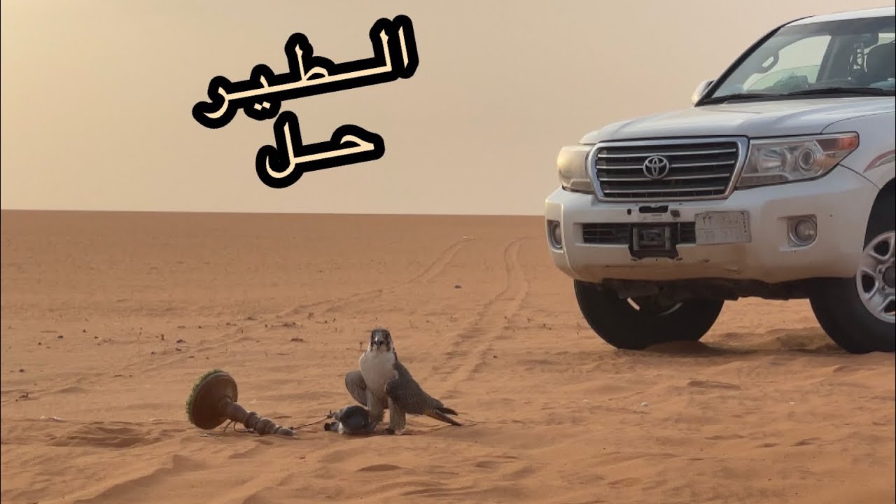 تدريب الصقور على صيد الحمام