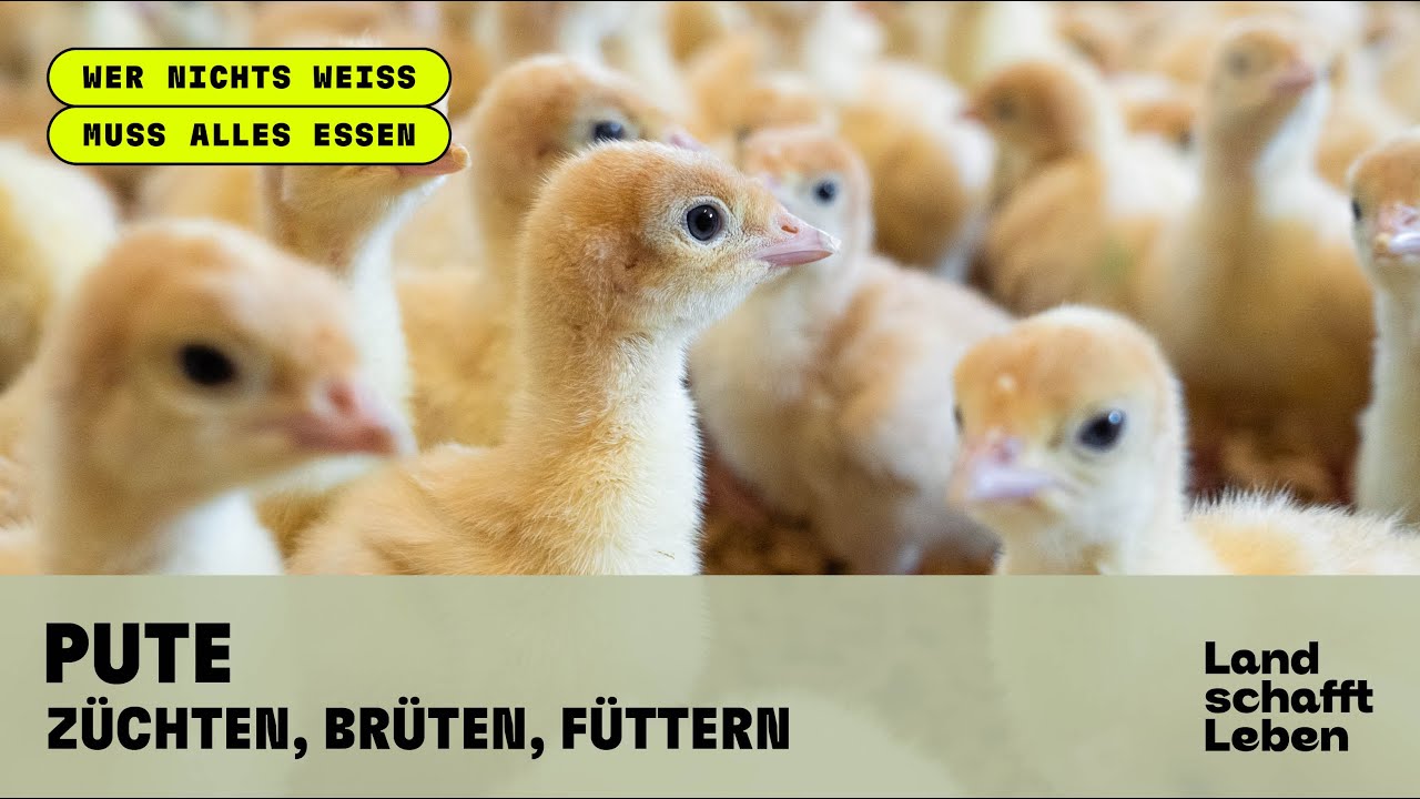 PUTE (3/5) - Züchten, Brüten, Füttern