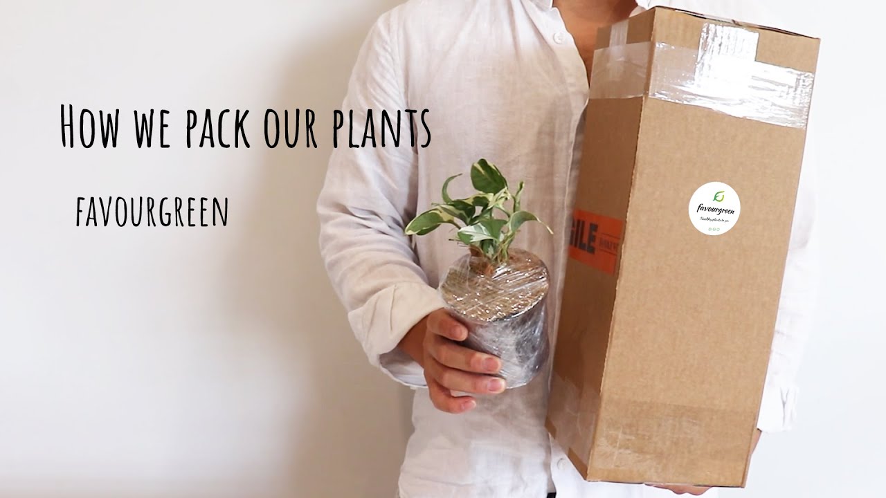 How we Pack our plants for post | Packing plants for shipping