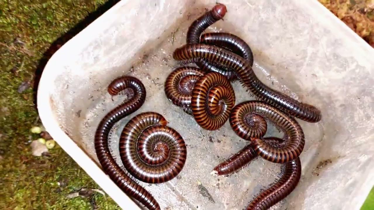 At night a lot of millipedes come out do business