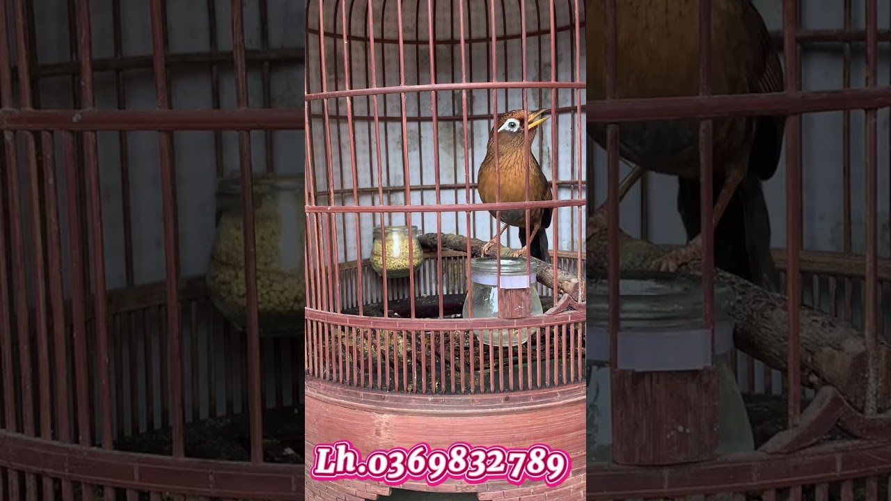 Ms.11 . Già rừng thái độ ối mẹ ơi lh.0369832789