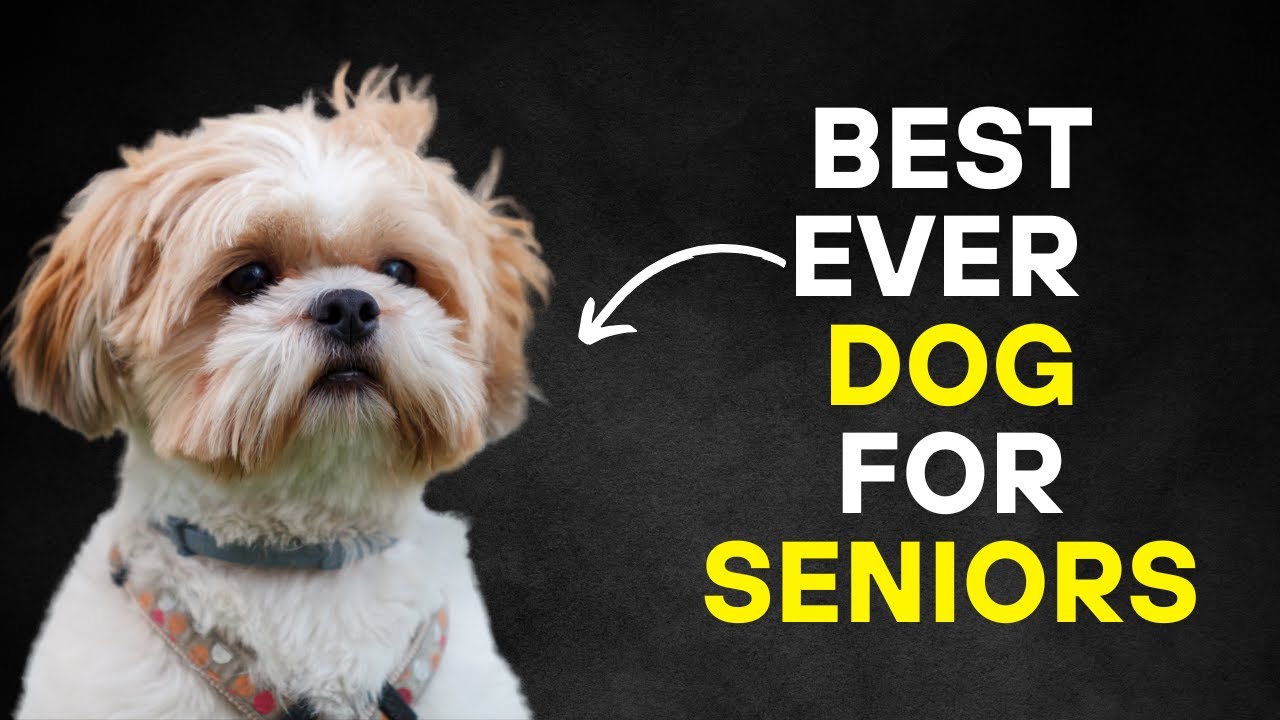 20 Perfect Dog Breeds Perfect for Seniors & Retirees - Very Low Maintenance + Don't Shed or Smell