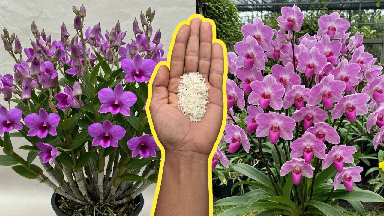 USE ARROZ PARA TER BROTOS E RAÍZES INCRÍVEL NAS ORQUÍDEAS 