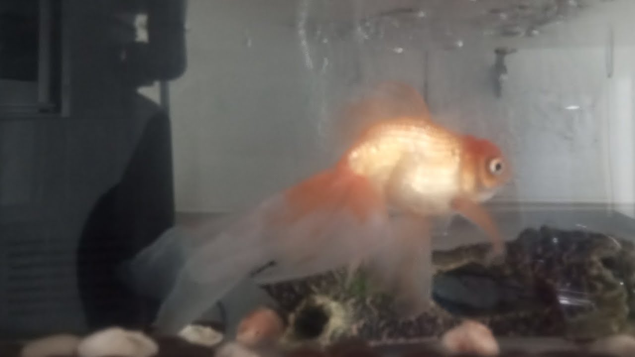 The Only Fish