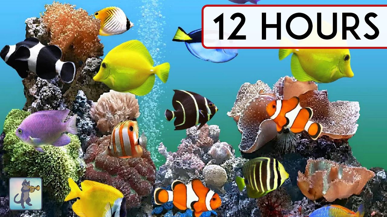CORAL REEF AQUARIUM COLLECTION &bull; 12 HOURS &bull; BEST RELAX MUSIC &bull; SLEEP MUSIC