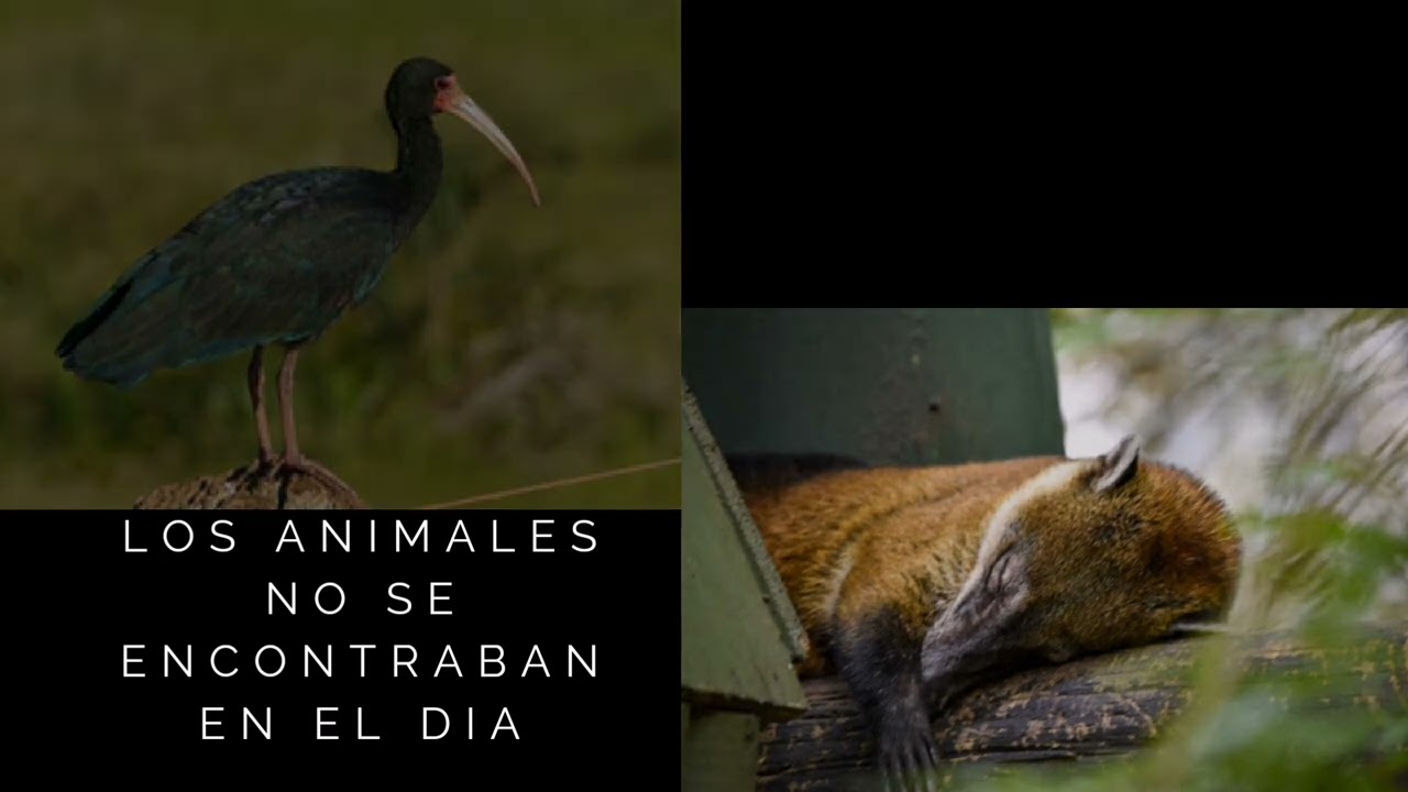 todo sobre zipacon
