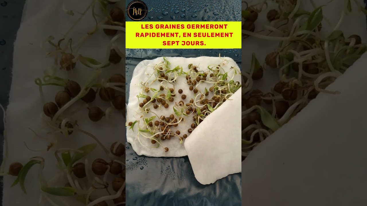 💥 Comment faire pour avoir une bonne germination ?💥