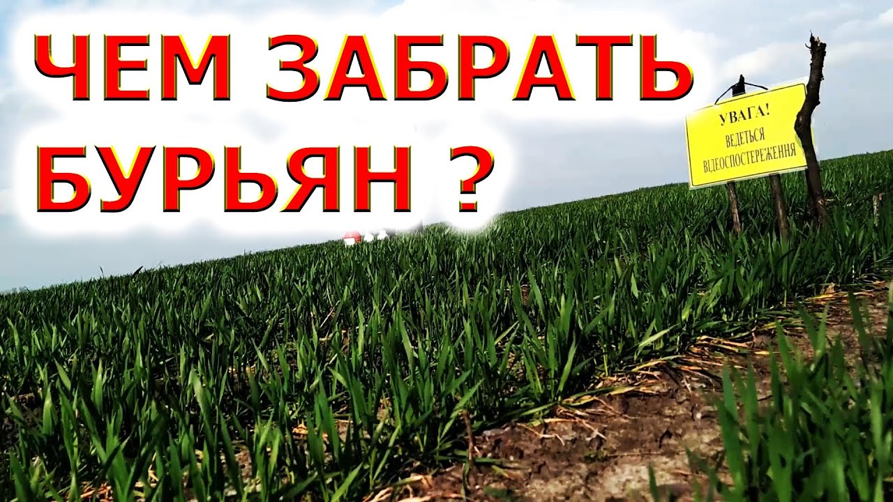 ПРИМА ИЛИ ГРАНСТАР НА ПШЕНИЦУ ??? | #триатлон #гранстар #прима