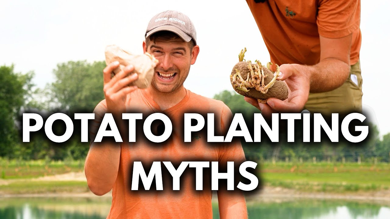 Do Not Believe These 5 MYTHS About Growing Potatoes!