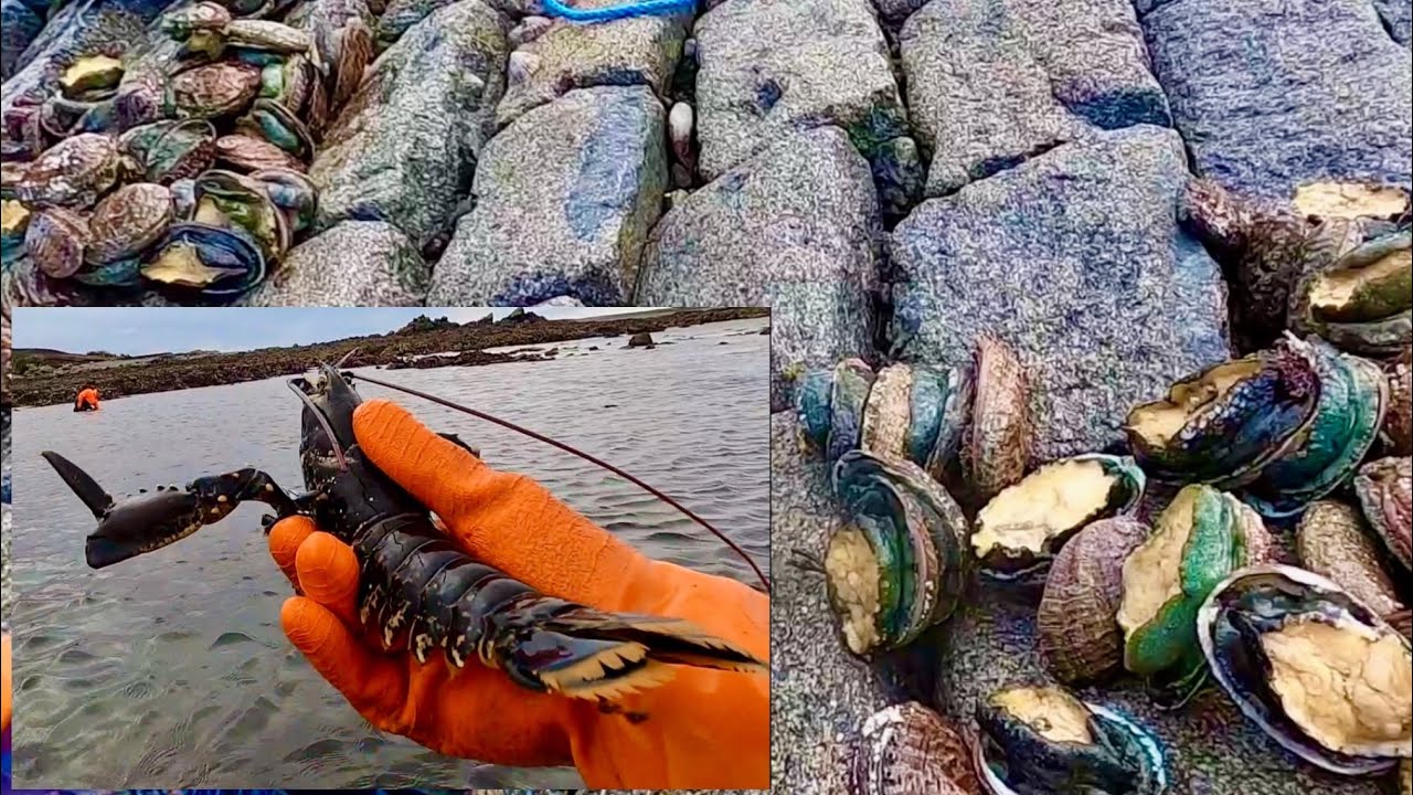 Крупный улов в прибрежной зоне – омары и морские ушки! Поймайте и приготовьте!
