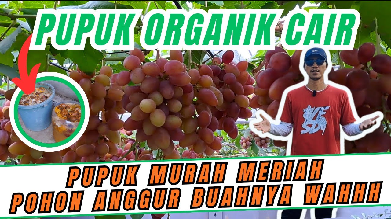 ANDAI TAU DARI DULU‼️ PUPUK ORGANIK CAIR INI MURAH MERIAH TAPI BIKIN POHON ANGGUR BUAHNYA MEWAH