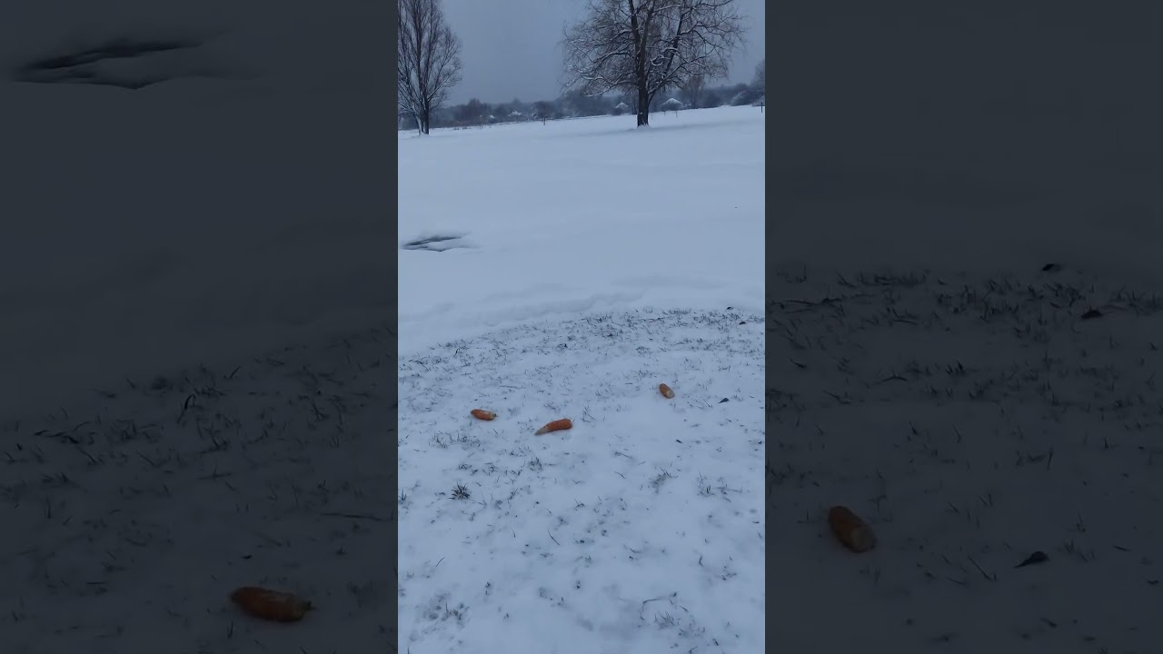 How much snow fell in one day in the Izyum district of Kharkiv region?