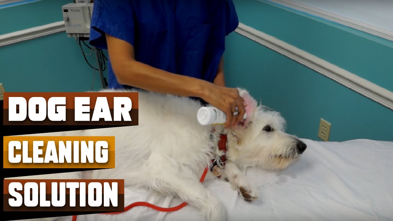 Best Dog Ear Cleaning Solutions in 2026 (Top 10 Picks)