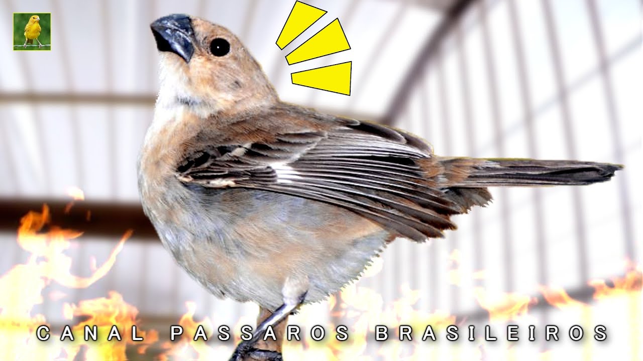 TESTADO! Caboclinho Fêmea que Esquenta Seu Caboclinho na Hora !!!