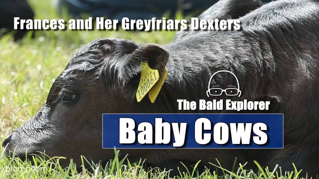 Frances and Her Baby Dexters