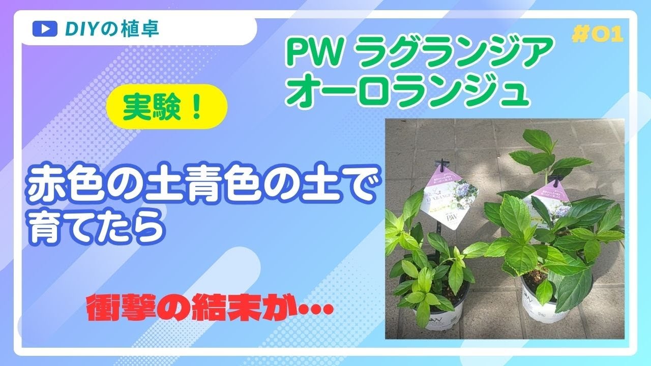 #01 【PWラグランジア オーロランジュ 】赤色＆青色の土で実験検証　果たしてベビー苗の花はどうなった？