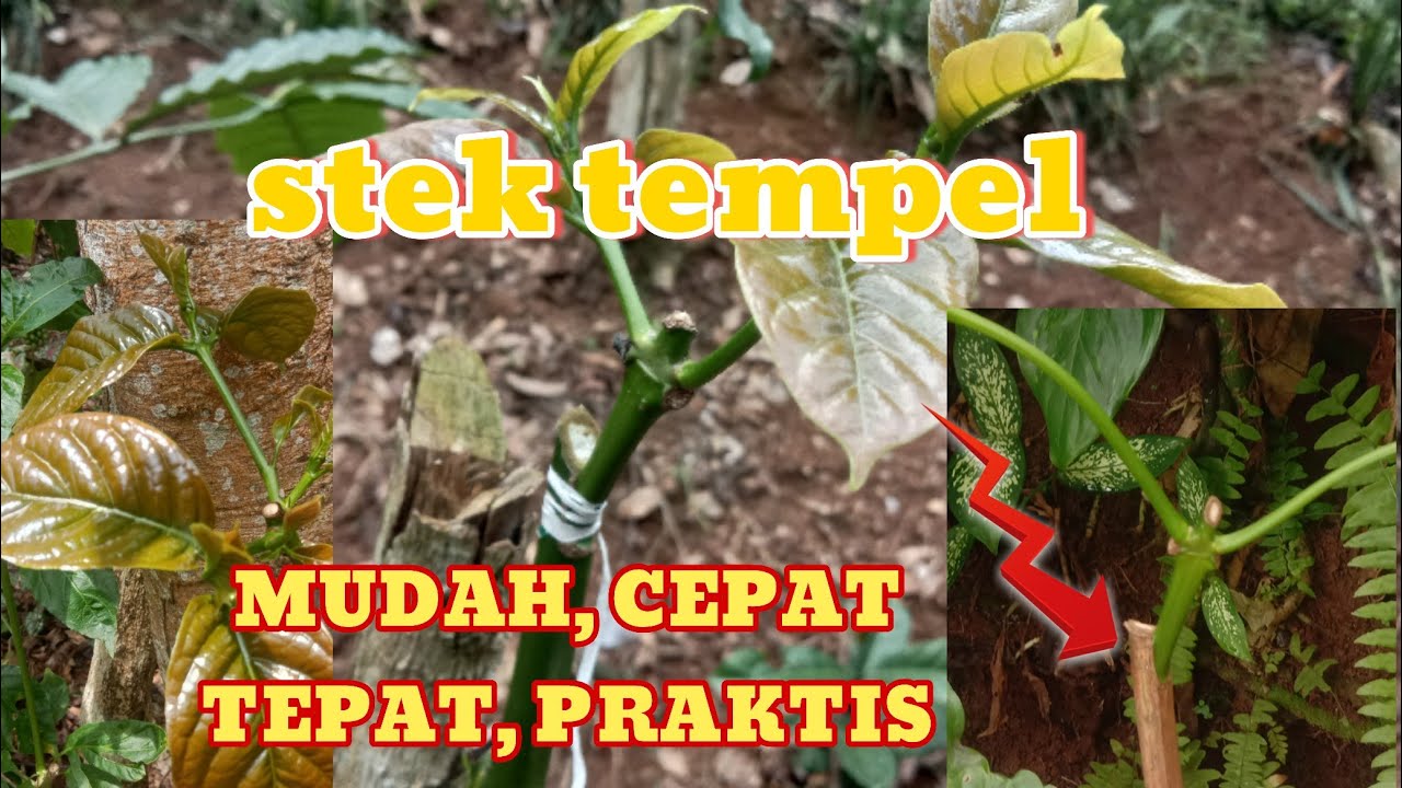 melihat hasil sambung pucuk pada tanaman kopi@Agriculture grafting #kopisambung #stekkopi