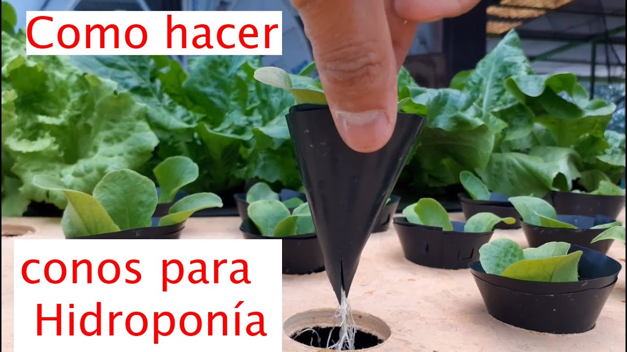 Canastilla hidropónica, una alternativa.