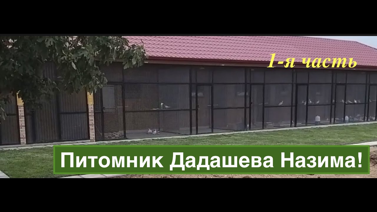 Питомник Бакинских голубей  Назима Дадашева в Баку!