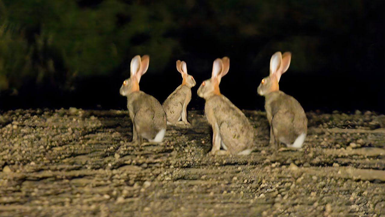CACERIA DE CONEJOS CAUQUENES | LLEGANDO DEL EXTRANJERO