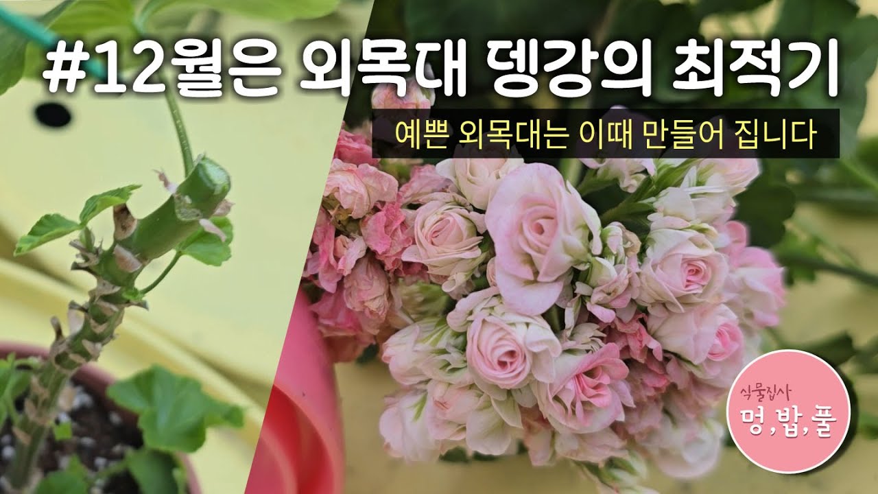 제라늄,12월 외목대뎅강하기 좋은 달#제라늄외목대만들기 #제라늄뎅강 #제라늄강전정 #멍밥풀