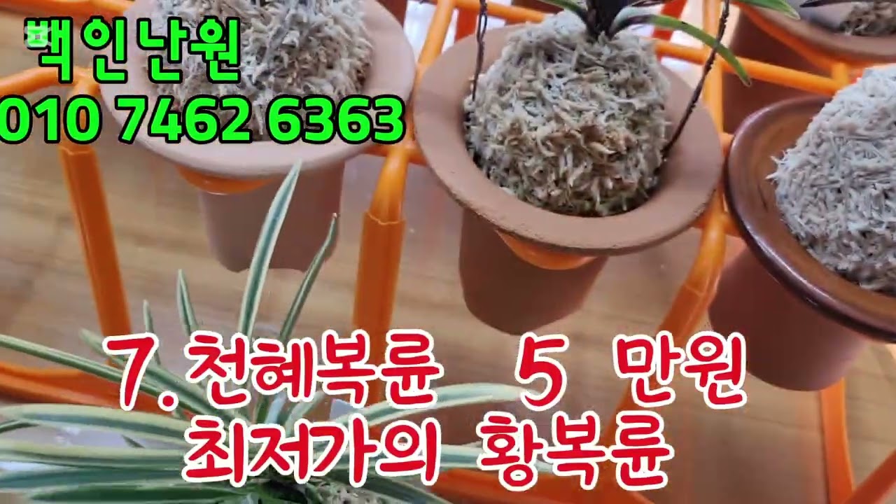 봄에더욱 어울리는 난들 입니다