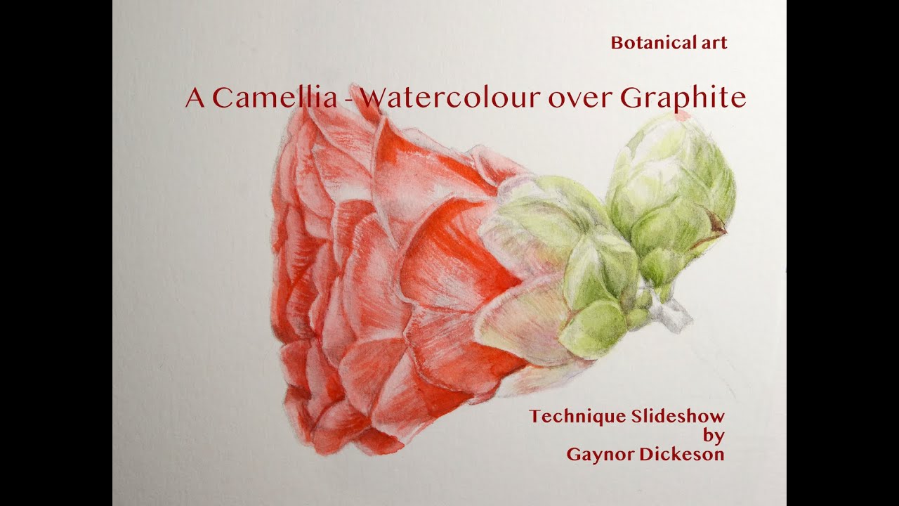 Camellia - watercolour over graphite