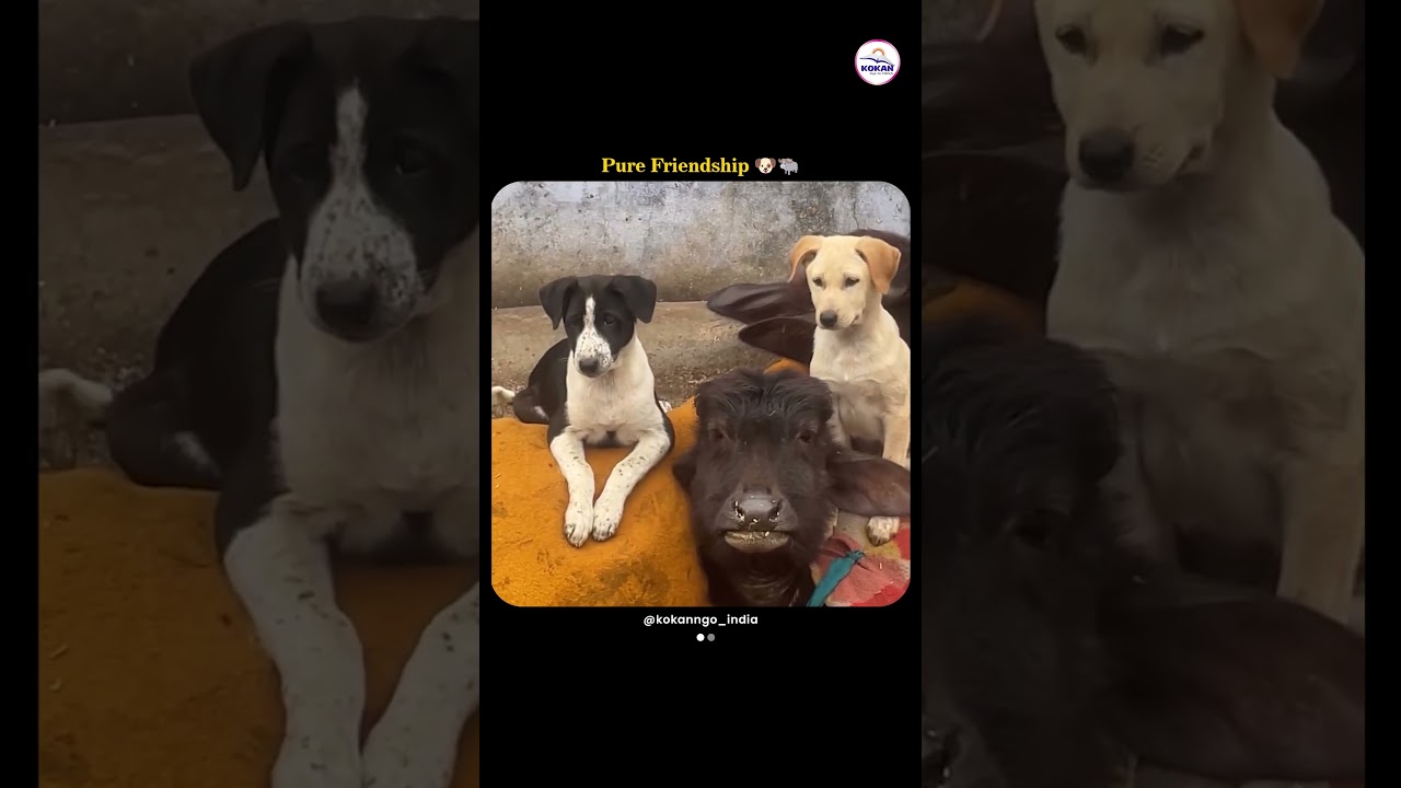 Street Puppies and Buffalo Calf Playing Together | Pure Friendship Moment 