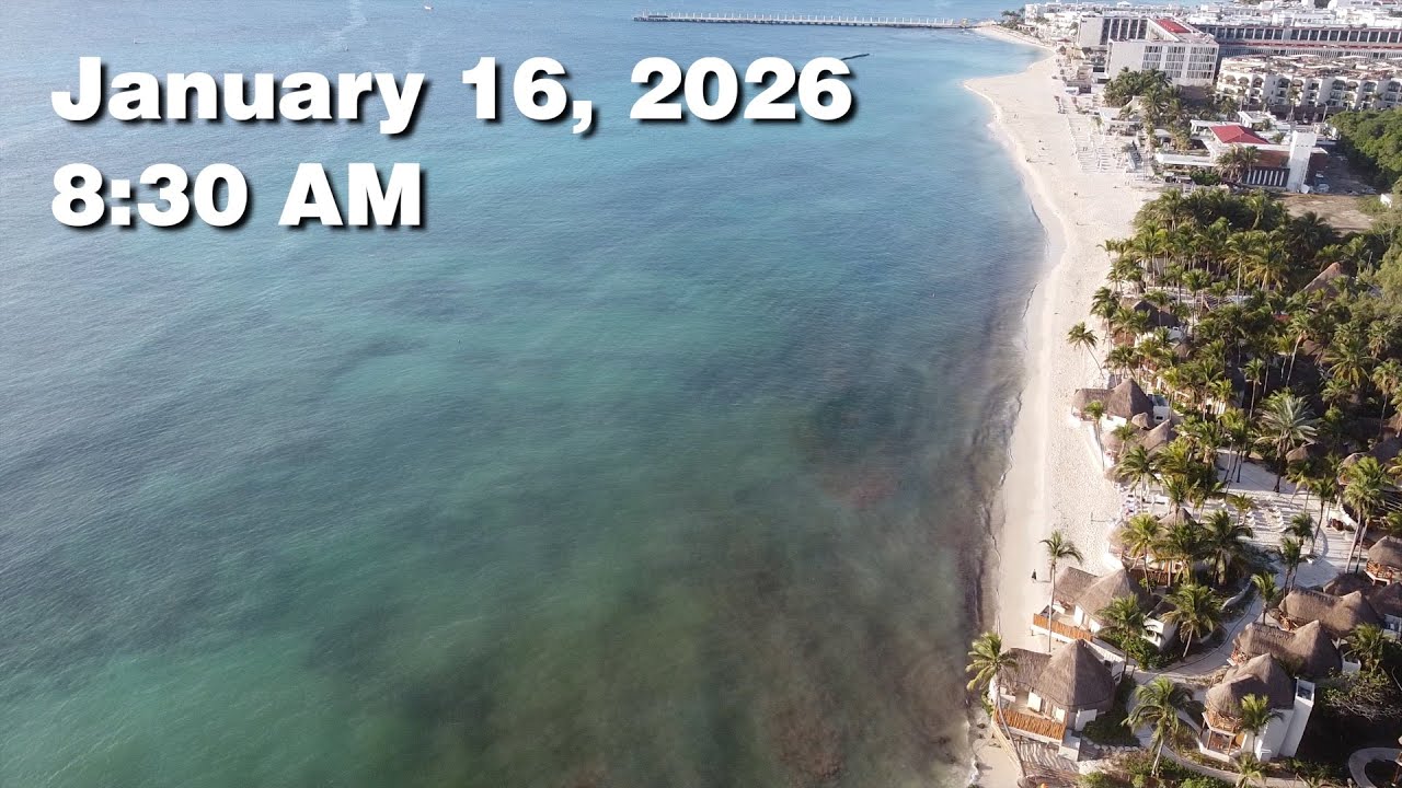 Daily Sargassum Sargasso Seaweed Report at Playa del Carmen, Mexico - January 16, 2026 #sargassum