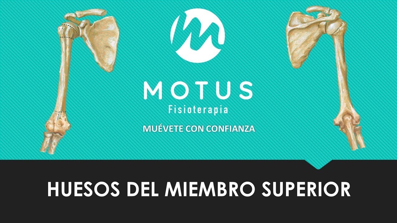 Huesos del Miembro Superior