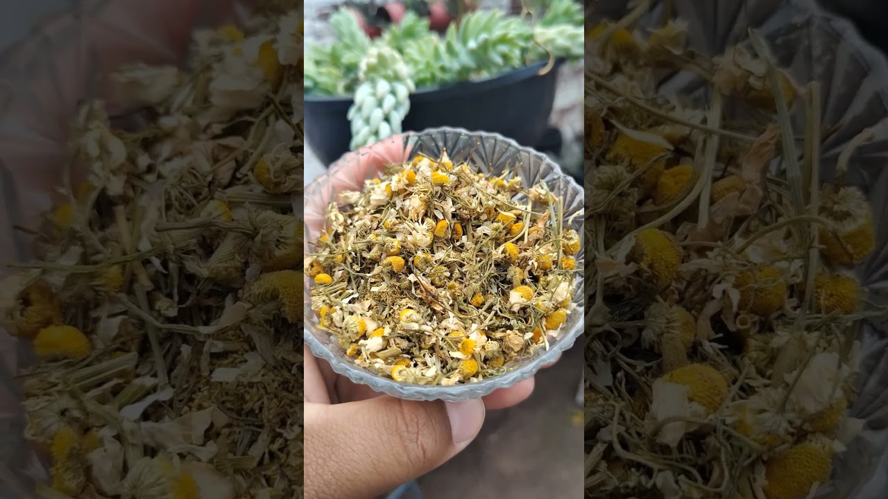 5 principais benefícios do chá de camomila