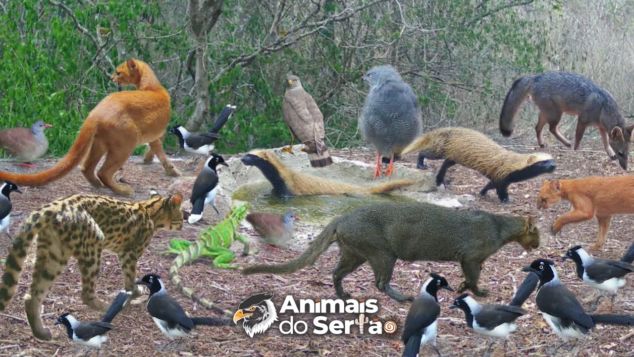 CONSTRUI UM AQUÍFERO. LEVEI ÁGUA PARA MUITOS ANIMAIS