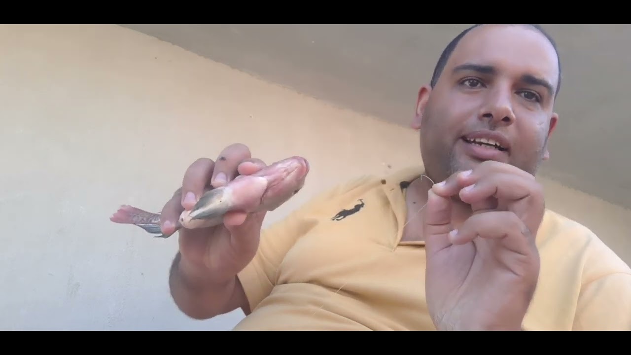 السن المناسب لصيد البلطي باللغله #سلسلة صيد الغله