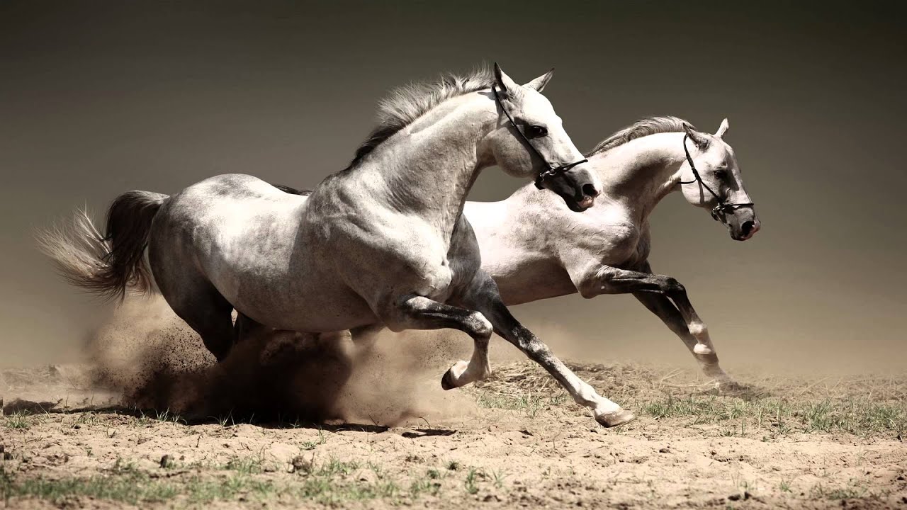 America - A Horse With No Name HD