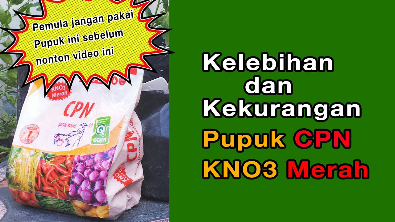 Kelebihan dan kekurangan pupuk KNO3 merah