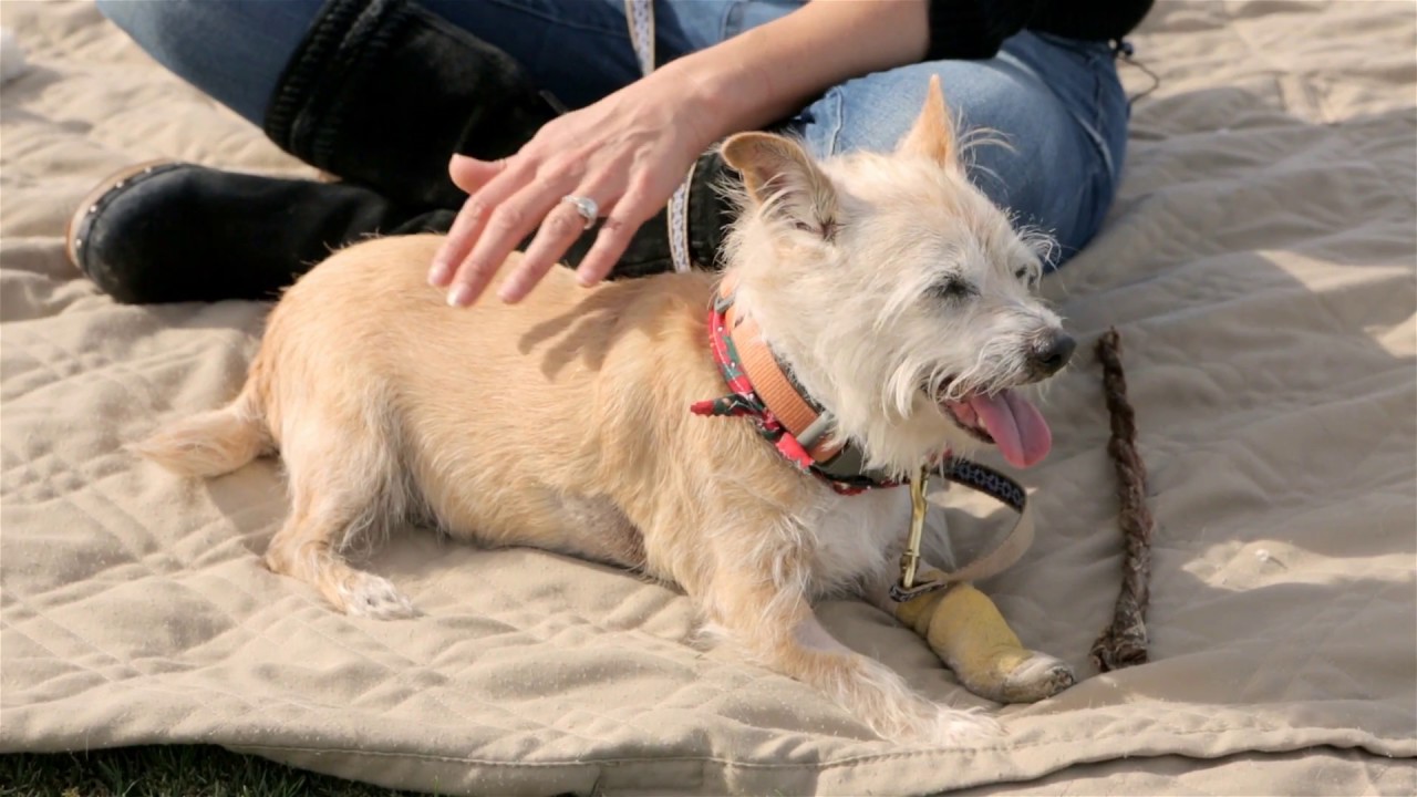 Shelter Dog Walter Gets Best Day Ever!