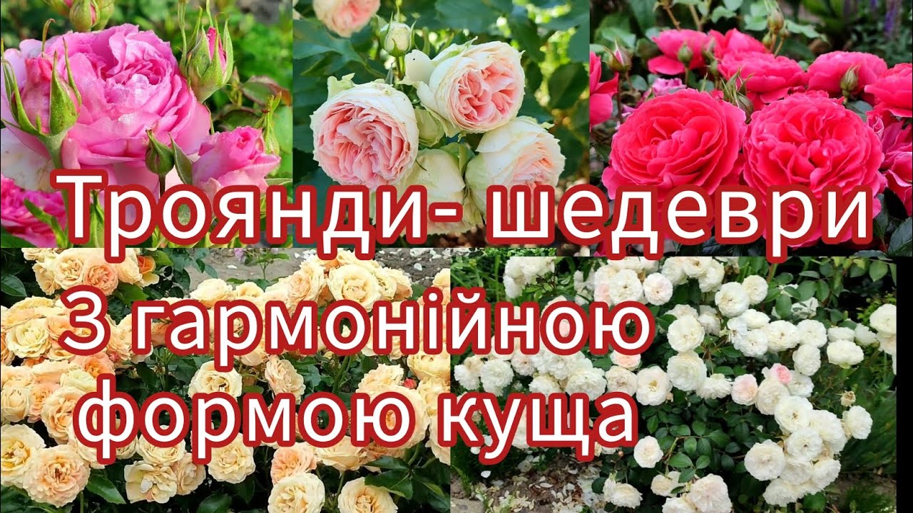 Сорти троянд з гармонійною формою куща🌹