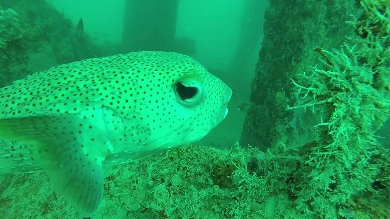 Mosquito Pier, Vieques, Puerto Rico -  Diving 2014,