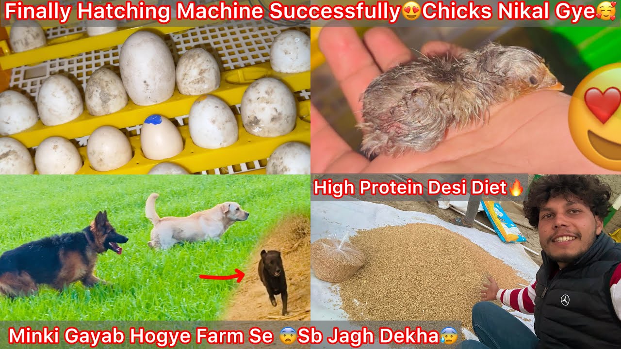 Finally Hatching Machine Se Chicks Nikal Aaye😍Minki Gayab Hogye Farm Se😰Homemade High Protein Diet🔥