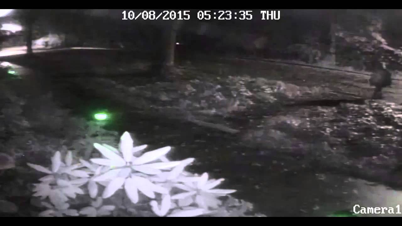 Lamp Thief Oct 8 2015 Camera 1