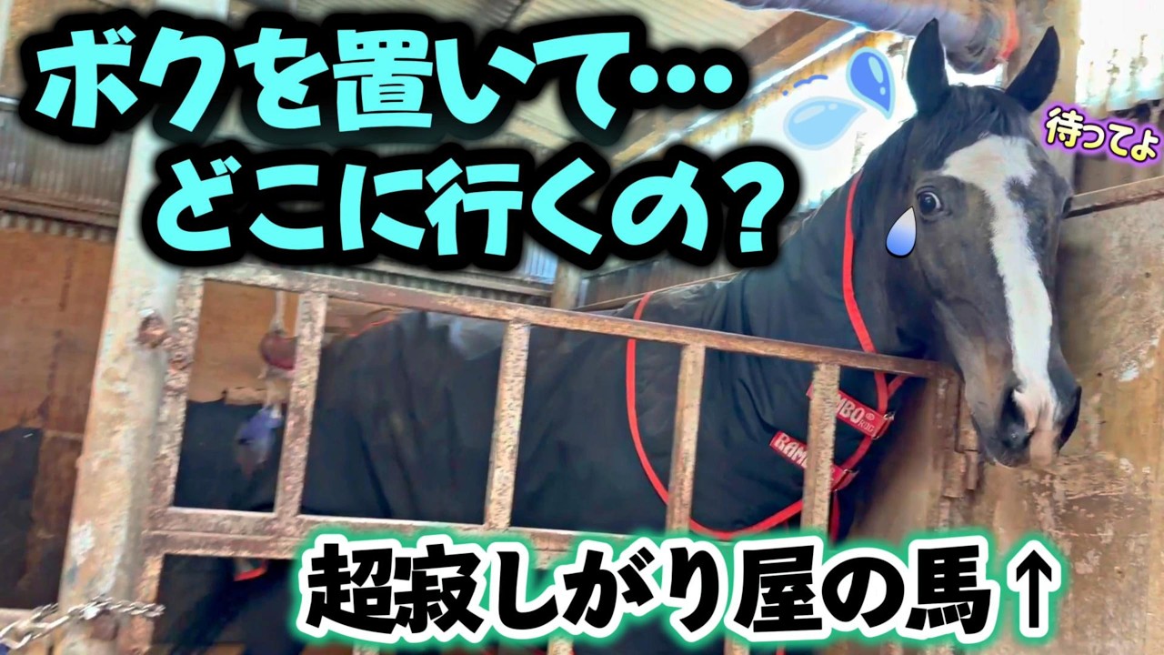 超寂しがり屋の黒馬テディ君。お隣さんがお出かけをしようとし、1頭になると分かった瞬間この世の終わりのような反応に…。【ツルマルボーイ様のシモベ】