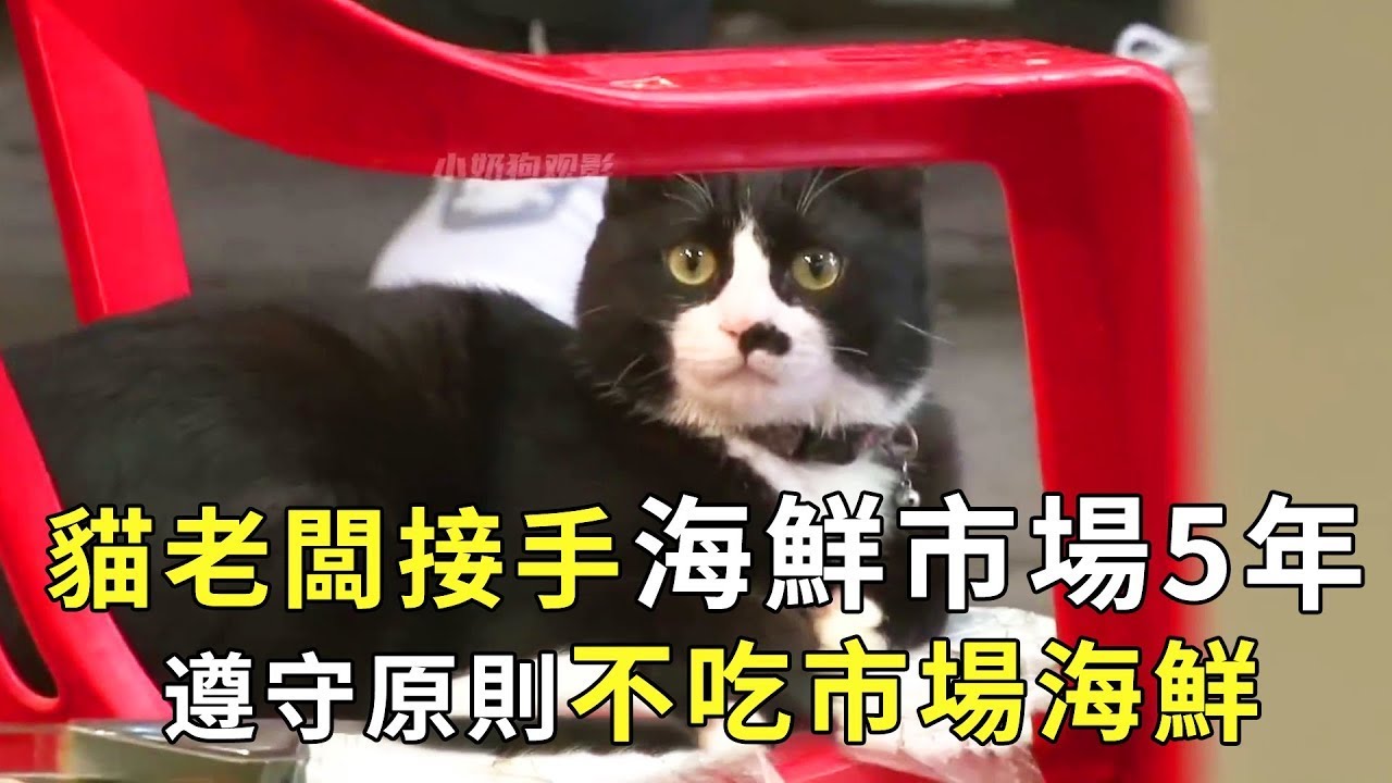 这个世界太疯狂，猫咪给海鲜当老板，职业操守令人佩服！【小奶狗观影】