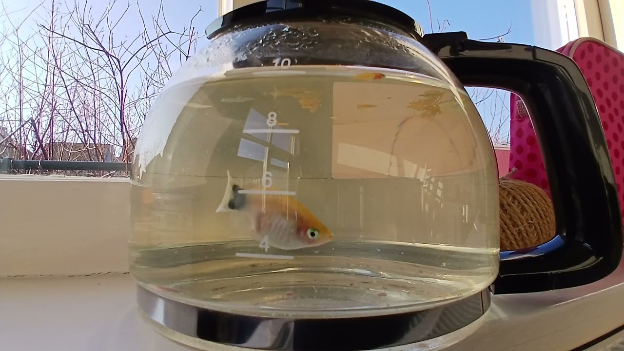 Platy bevallen 