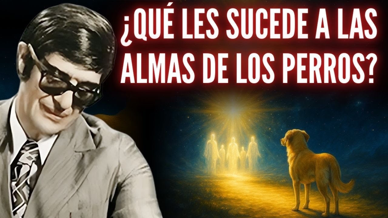 El Misterio de los Primeros Días del Alma de los Perros Después de la Muerte | Chico Xavier