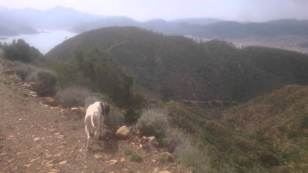 English Pointer MEX 🐕 | King of Marmaris Rock Partridge 🦆🌄/ 🌄🐕 | English Pointer MEX in Marmaris 🐾🦆