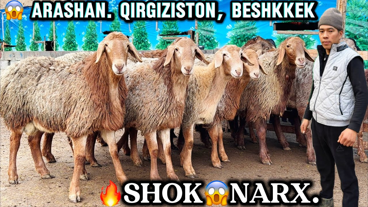 😱 QIRGIZISTON.BESHKEK.ARASHAN. QOCHQORLARI 3,800 ming dan boldi.