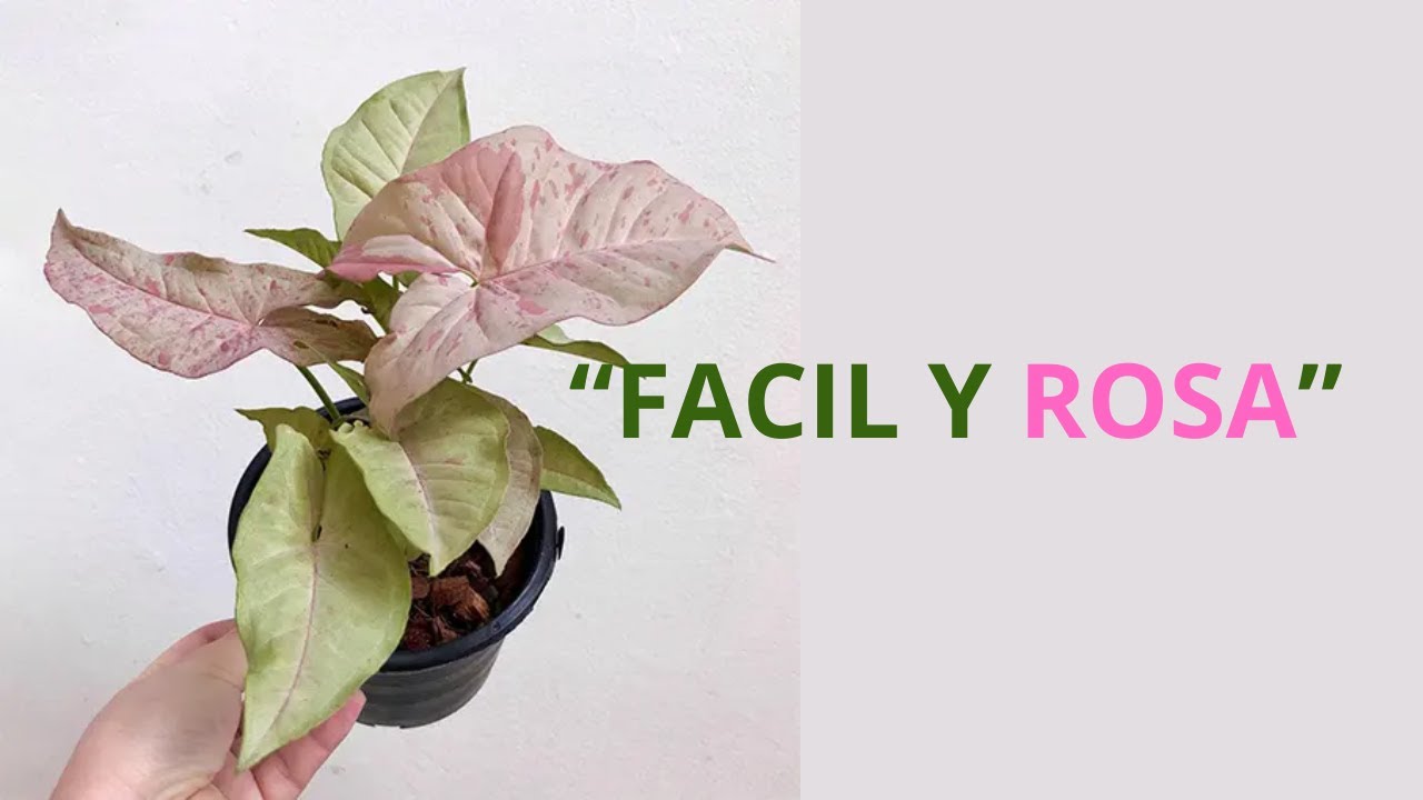 “Syngonium Pink Spot: la planta rosa más fácil para interior”