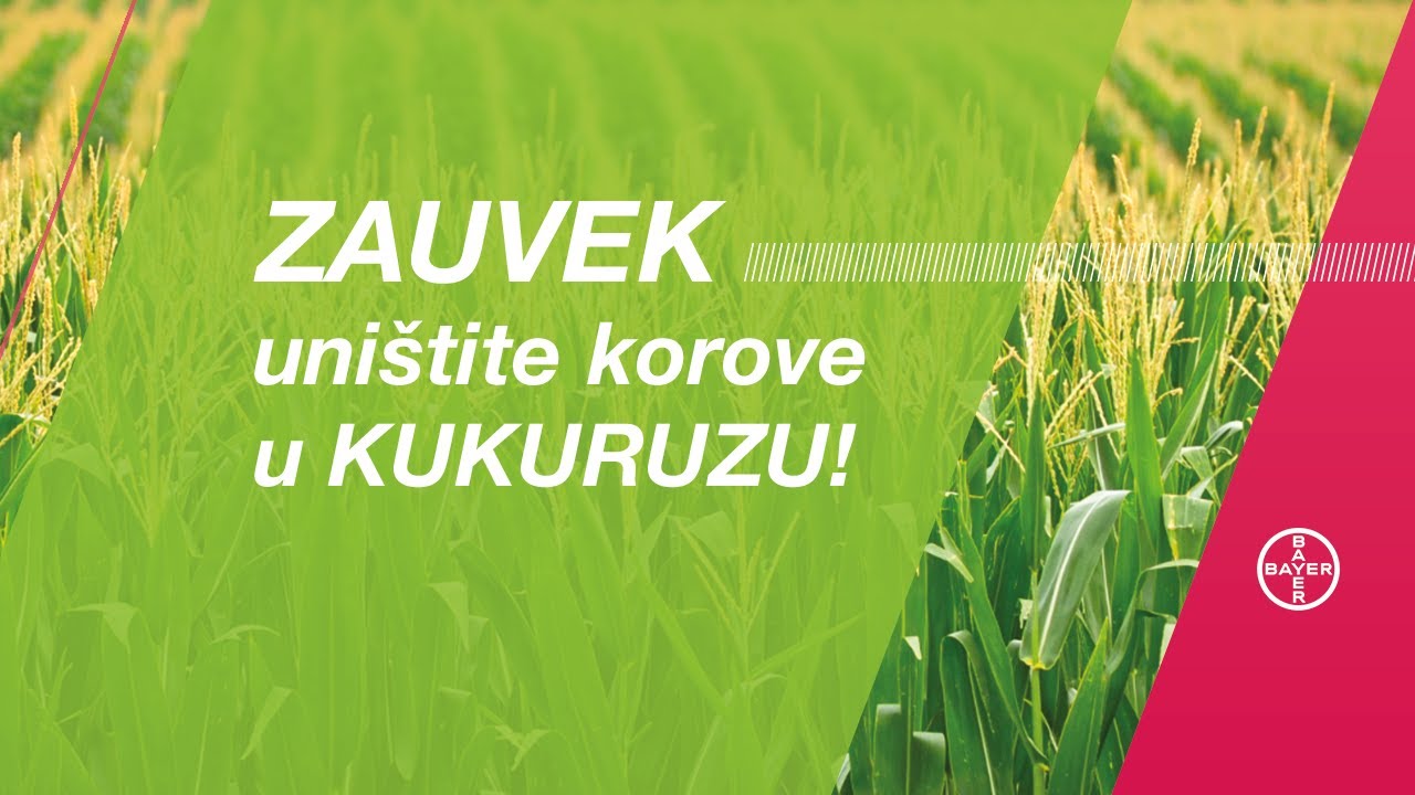 Evo kako da ZAUVEK uništite KOROVE u kukuruzu